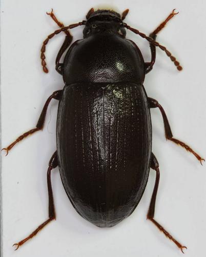 Nalassus laevioctostriatus